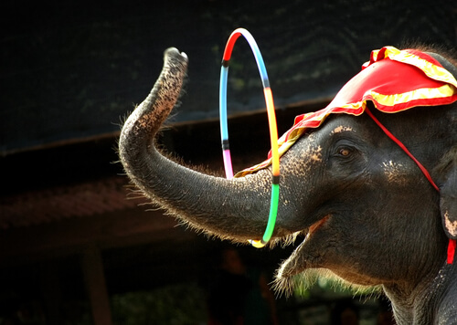 Elefante de circo