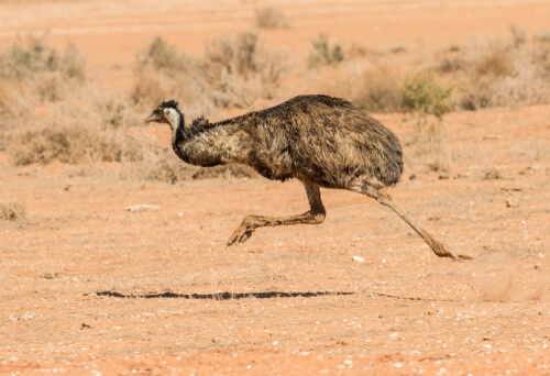 Emú corriendo