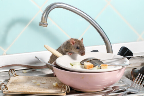 Enfermedades transmitidas por roedores