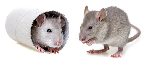 Enriquecimiento ambiental en ratones