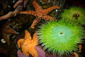 Equinodermos: 6 datos que debes saber