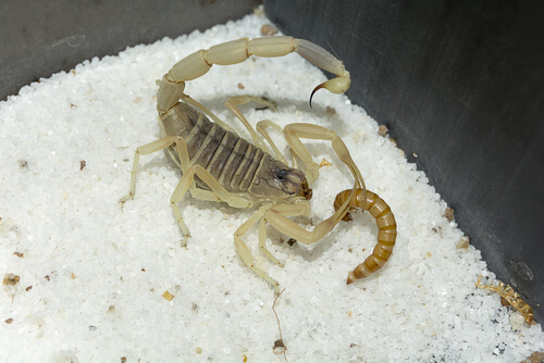 Escorpión comiendo