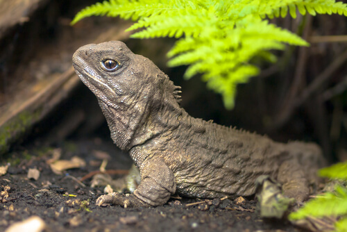 Esfenodonte