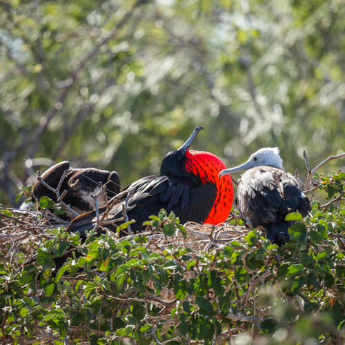 Fregata magnificens