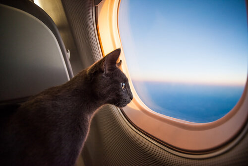 Gato mirando por la ventana en un avión.