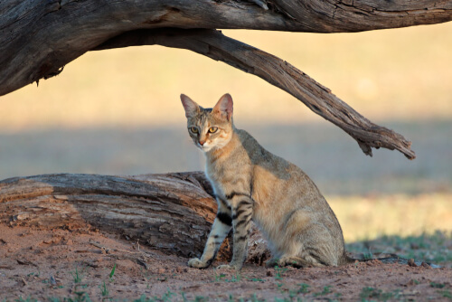 Gato salvaje africano (Felis silvestris lybica)