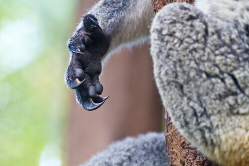 Huellas dactilares en koalas