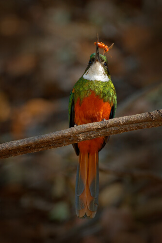 Jacamar colirrufo