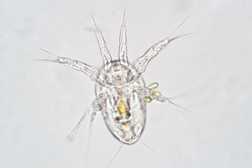 Larva nauplio