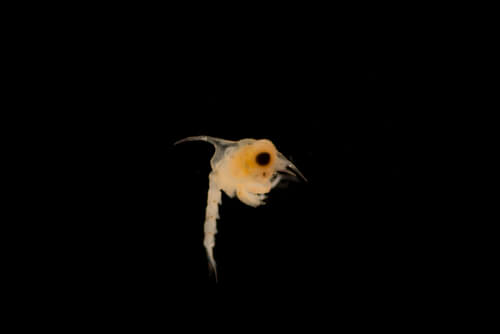 Larva zoea