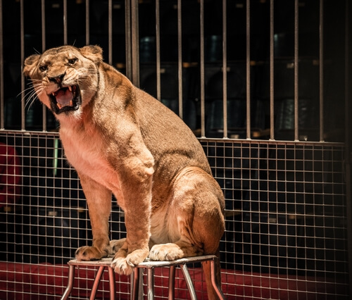 Leona en el circo