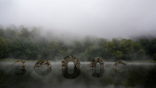 Leyendas latinoamericanas sobre animales: anaconda