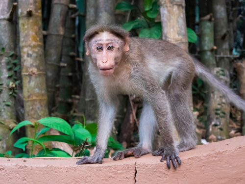 El macaco coronado y sus amenazas