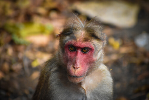 Un ejemplar de los macacos en la India