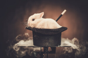 Magia y maltrato animal