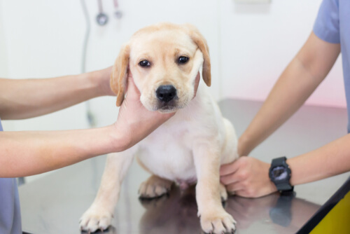 Maltrato animal en la clínica veterinaria