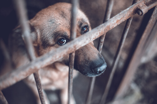 Maltrato en las protectoras de animales