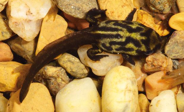Metamorfosis de la rana corroboree