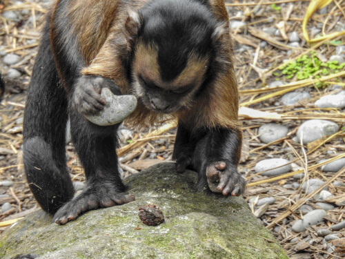 Monos que usan herramientas