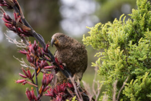 El kea: famoso por ser el único loro de montaña