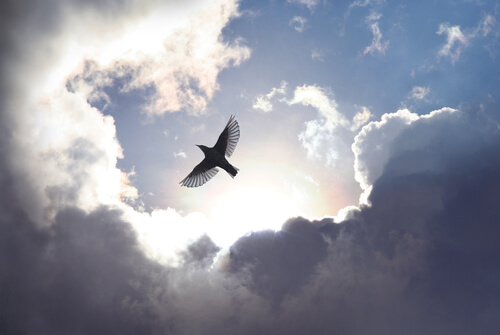 Pájaro volando entre las nubes
