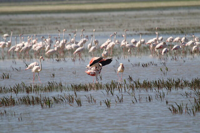 Parques naturales de España: Doñana