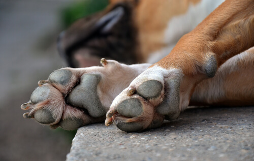 Las patas de tu perro y sus diferentes tipos de lesiones