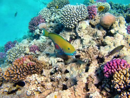 Corales y algas microscópicas
