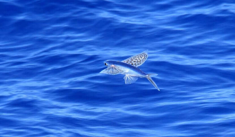 3 especies de peces voladores