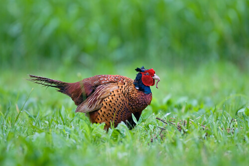 Phasianus colchicus