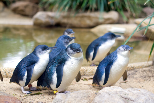 Pingüino azul, el más pequeño del mundo