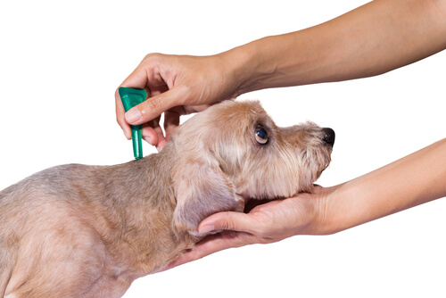 Pipeta antipulgas para un perro