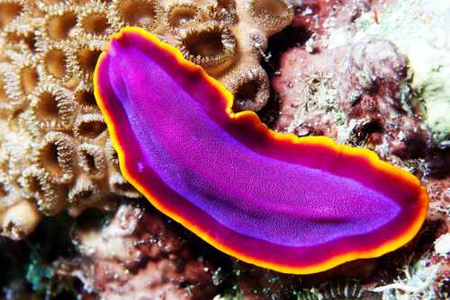 Platyhelminthes