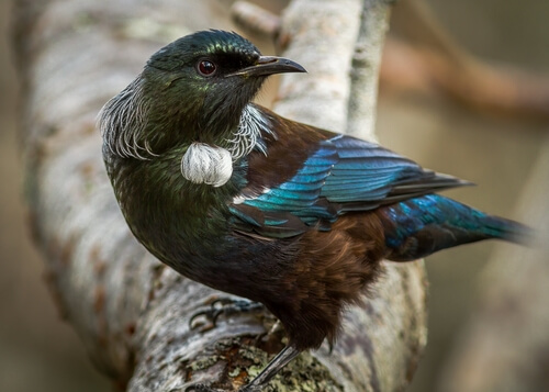 Prosthemadera novaeseelandiae