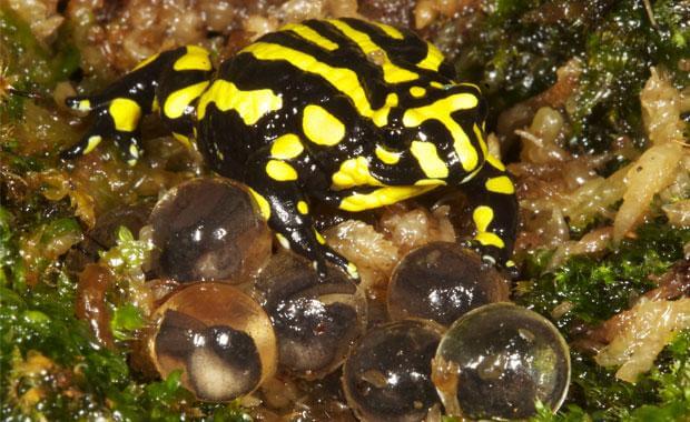 Pseudophryne corroboree