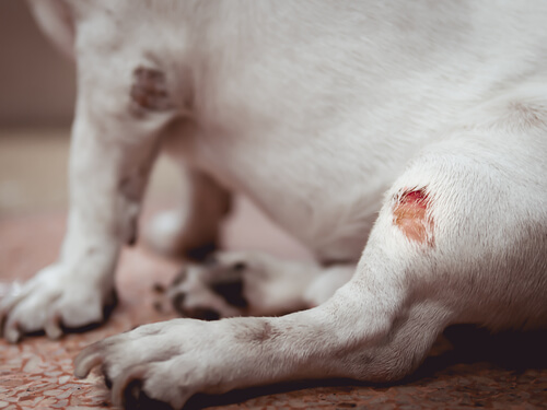 Quemaduras en perros: prevención y tratamiento