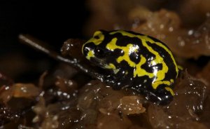 Rana corroboree: una de las especies más llamativas