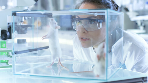 El ratón de laboratorio, el mejor modelo animal