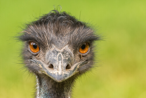 Emú: una de las aves de mayor tamaño