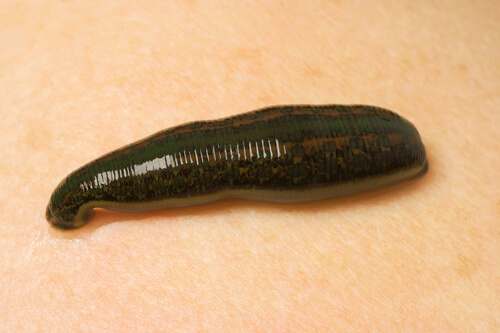 Sanguijuela medicina (Hirudo medicinalis)