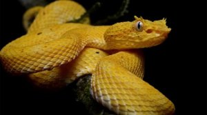 Conoce la isla de las serpientes