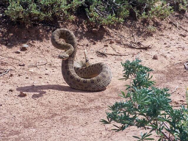 Serpiente de cascabel en guardia