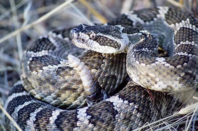 Las serpientes de cascabel: una especie venenosa de Norteamérica