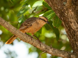 El sinsonte calandria: un ave de tonos terrosos