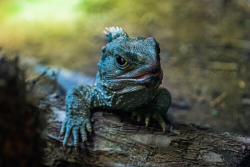 Sphenodon