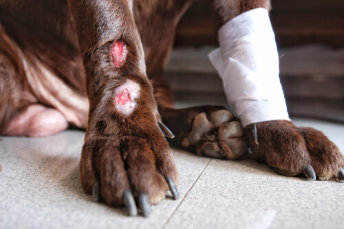 Herida en una de las patas de perro