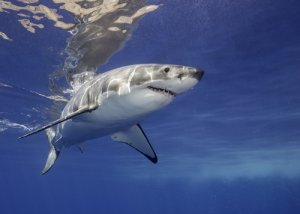 Alimentación del tiburón blanco