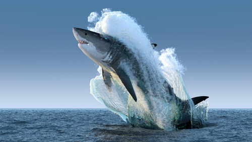 Tiburón blanco