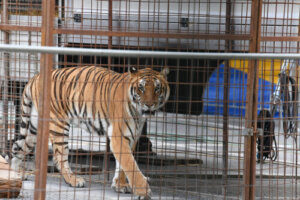 Las enfermedades más comunes de los felinos salvajes en cautividad