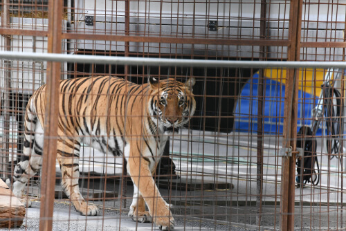 Tigre enjaulado